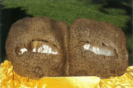 H.H.第三世多杰羌佛在人间-图片5