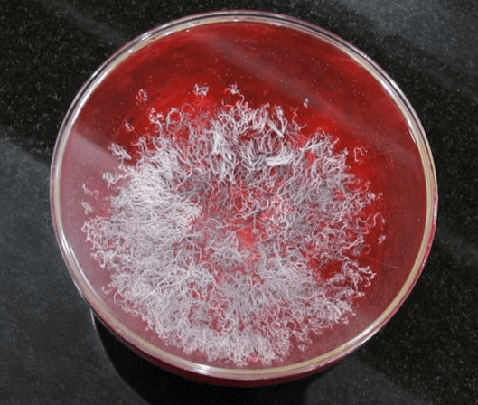 H.H.第三世多杰羌佛在人间-图片6